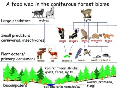Food Web and Energy Pyramid  image