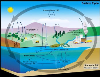 Carbon Cycle