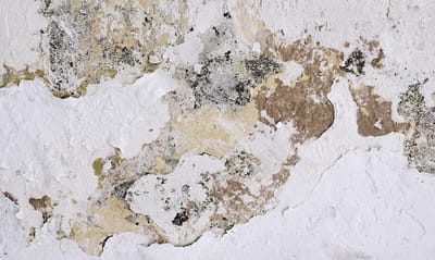 1. Mold Removal image