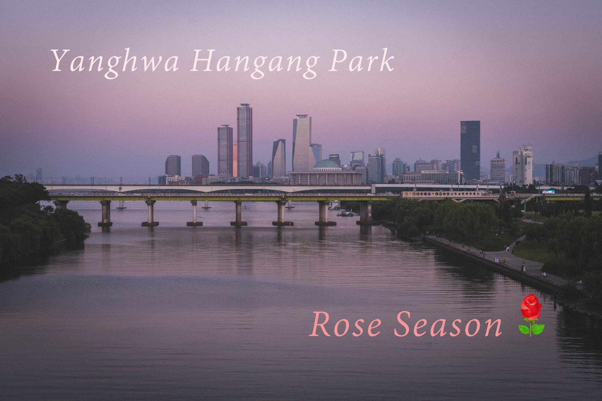 【韓國景點】楊花漢江公園 양화한강공원－Yanghwa Hangang Park 玫瑰花季🌹