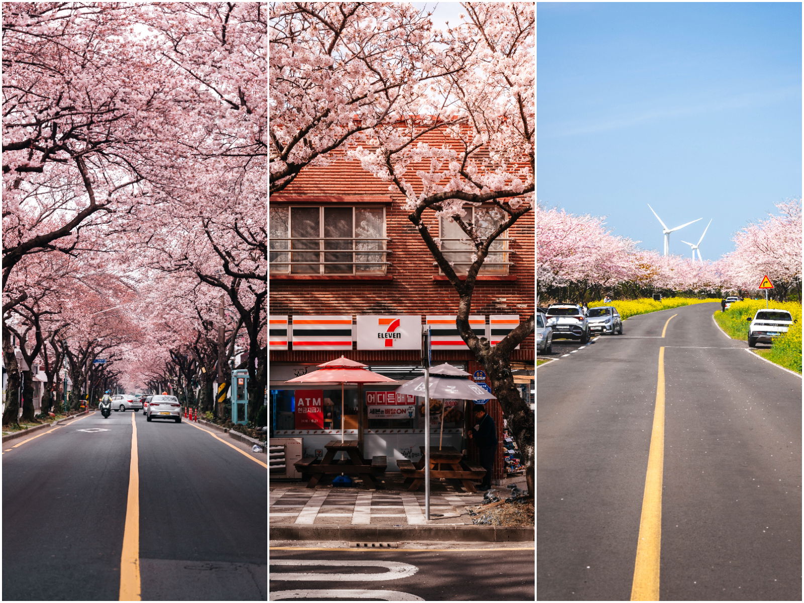 【韓國濟州】櫻花特集-Jeju Cherry Blossom Festival