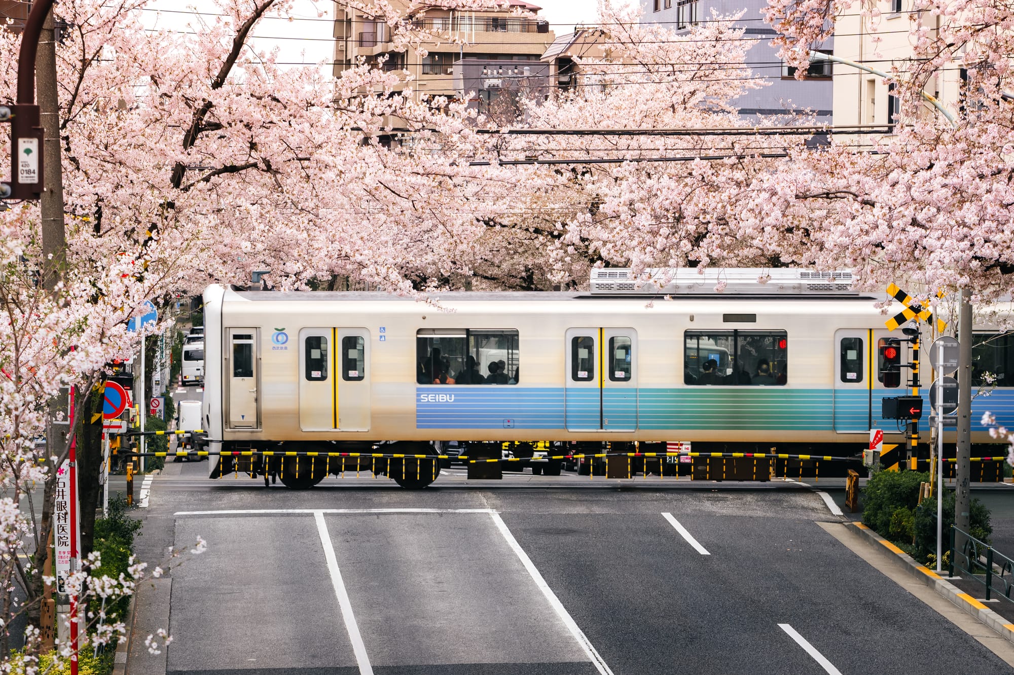 東京櫻花