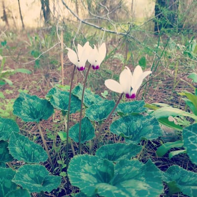 תַּגִּידִי תּוֹדֶה שֶׁלֹּא הַכֹּל צוֹמֵחַ בְּבַת אַחַת,          סָפֵק אִם הָיָה לְךָ מָקוֹם לְהָכִיל אֶת הַכֹּל  עִם כָּל מִשְׁאֲלוֹתַיִךְ הָיוּ מִתְגַּשְּׁמוֹת יַחַד,   כָּאן וְעַכְשָׁו .                                  שִׂמְחִי עַל הַנִּצָּנִים הַקְּטַנִּים            הַצְּעָדִים הַצְּנוּעִים                             לְכִוּוּן הַפְּרִיחָה הַגְּדוֹלָה.                 הַאֲמִינִי בַּזְּרָעִים הַטְּמוּנִים בְּגִבְעוֹלִים הַדַּקִּים                                  וּבְתַהֲלִיכִים הָעֲדִינִים   {מיקה בן שאול}