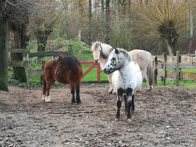 Das Leben ist (K)ein Ponyhof image
