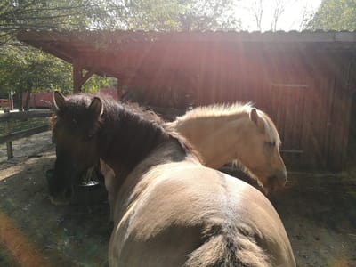 Das Leben ist (K)ein Ponyhof image