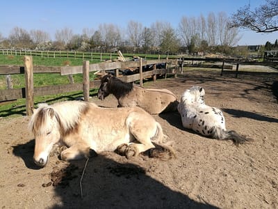 Das Leben ist (K)ein Ponyhof image