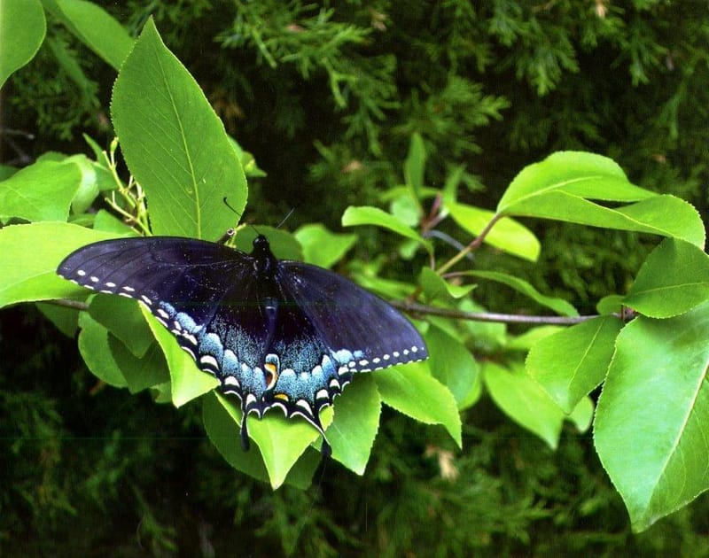 Nature Photography Day