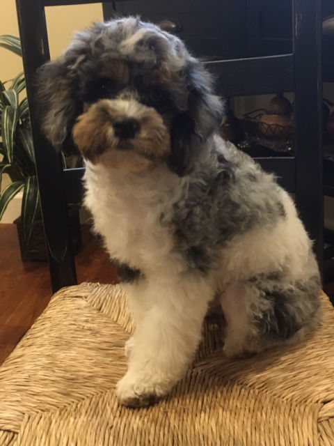 A blue Merle and white parti cockapoo