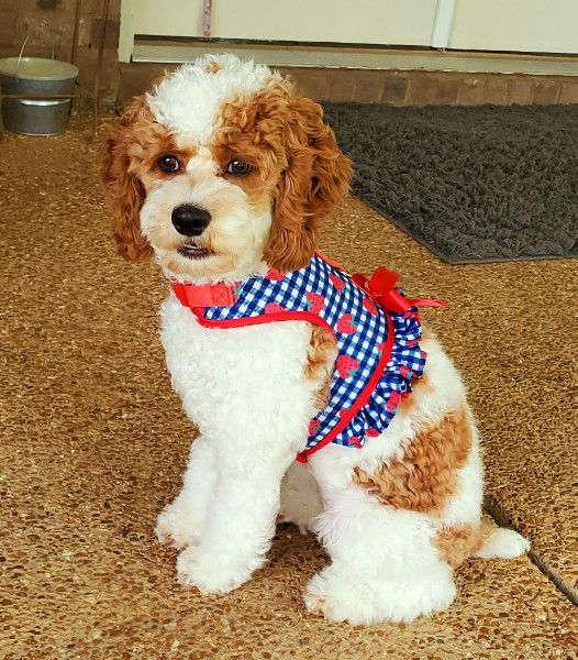 A red & white parti cockapoo