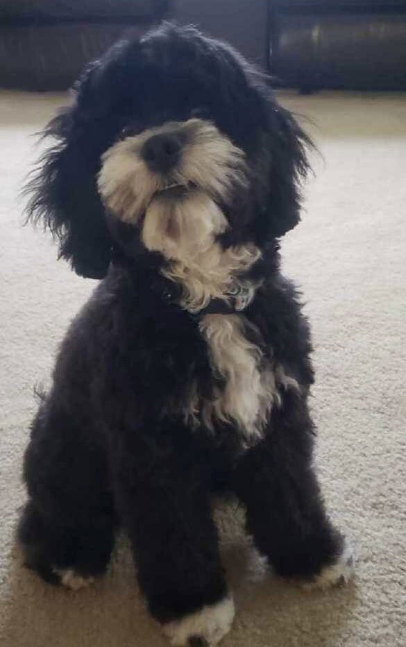 A black/white tuxedo cockapoo