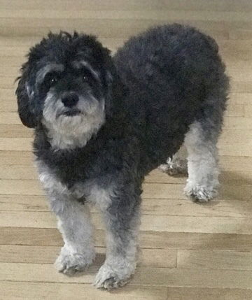 A black/cream phantom cockapoo