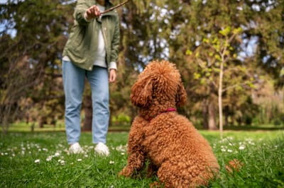 What are the Best Training Techniques for Cockapoo Puppies?