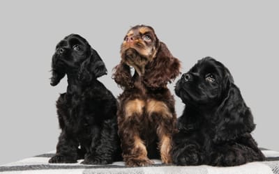 Creating Harmony at Home: How to Safely Introduce Cocker Spaniel Puppies to Your Furry Family?