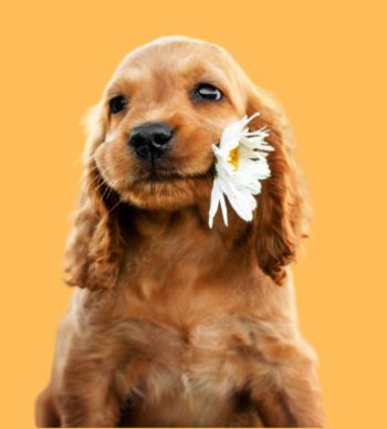 Unraveling the Mysteries: Can You Predict the Coat Color Changes in Cocker Spaniel Puppies?