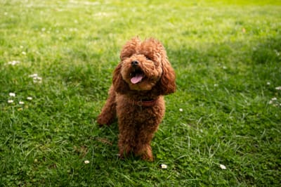 Online Cockapoo Dog For Sale & Breeders In Usa 