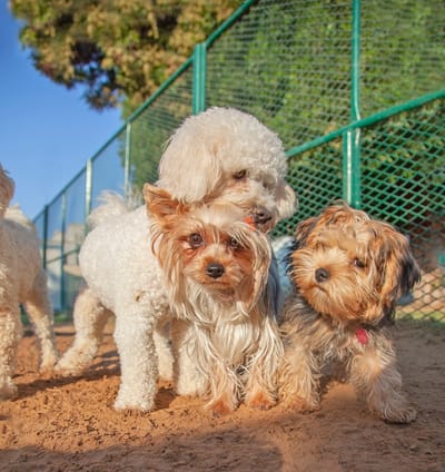 Designer Dogs or Mutts? Debunking Myths about Poodle Mix Puppies