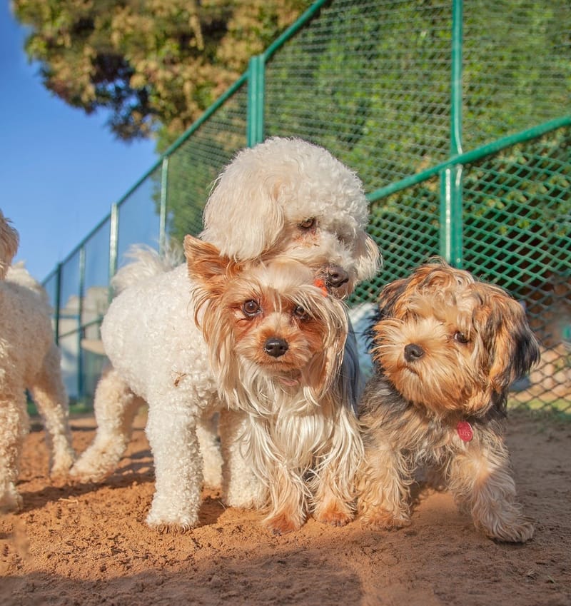 Mutt shops poodle