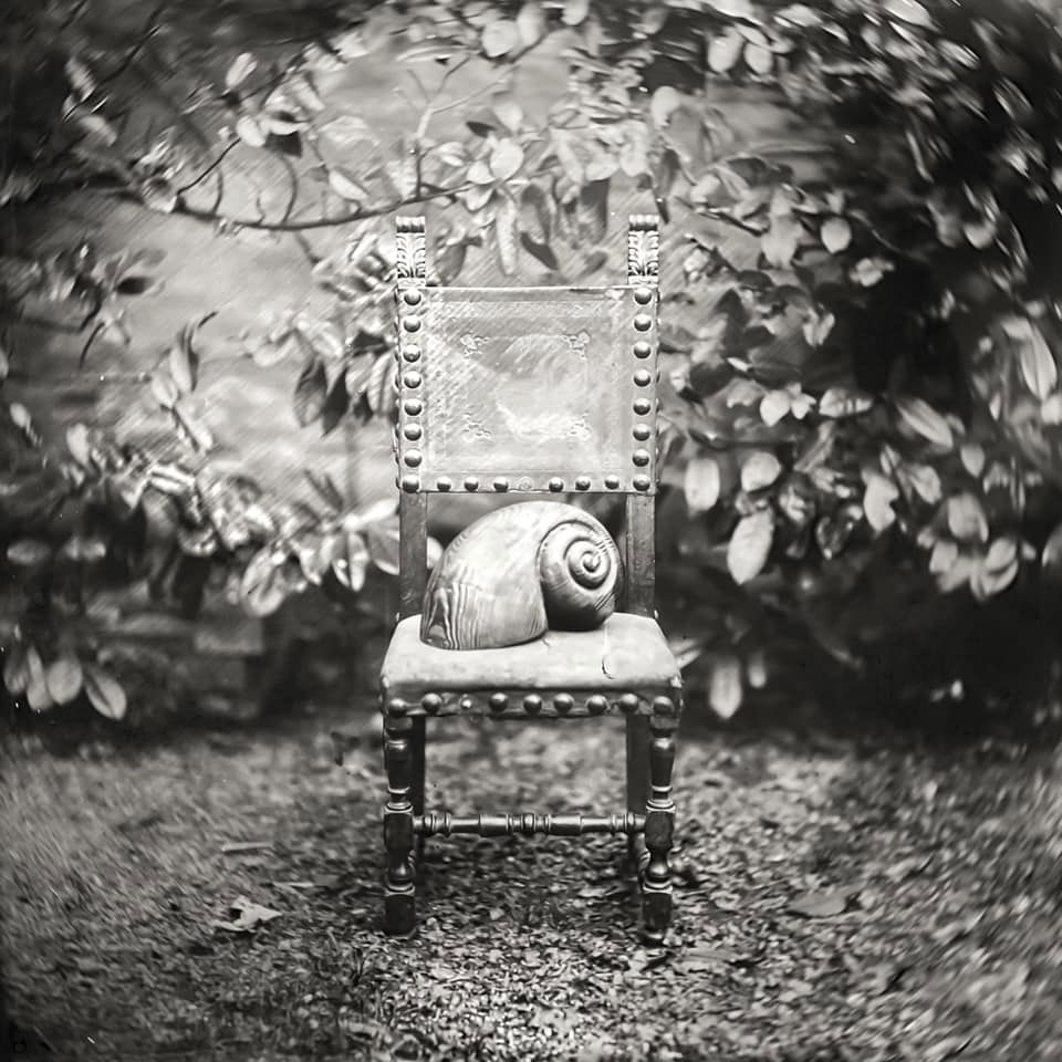 Portrait of Aranta Arbustorum, - Dennis Zillotto