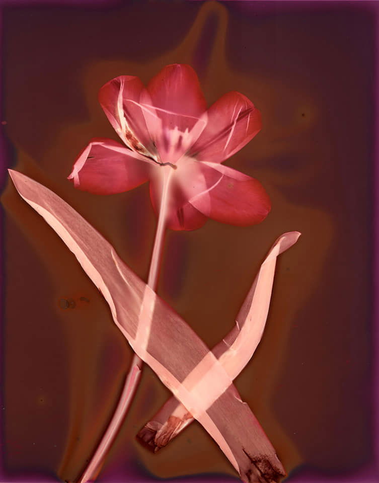 Tulip - Tony Richards
