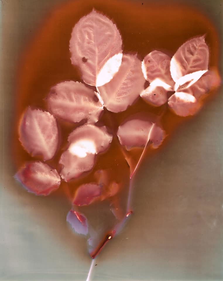 Rose leaves - Andy Billington