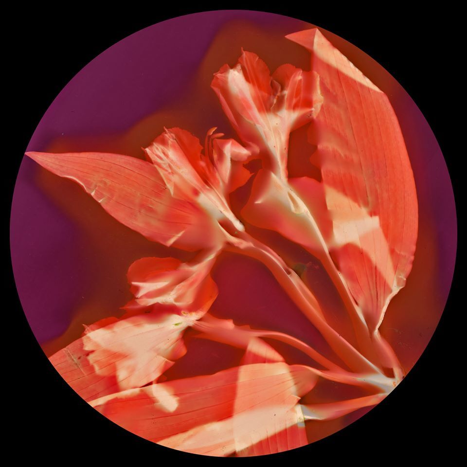 Peruvian Lily - Tony Richards