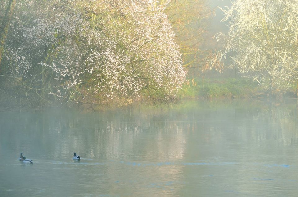 foggy spring from my window! - Agnes Descombes