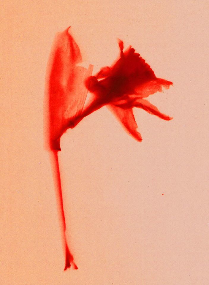 Daffodil- Andy Billington