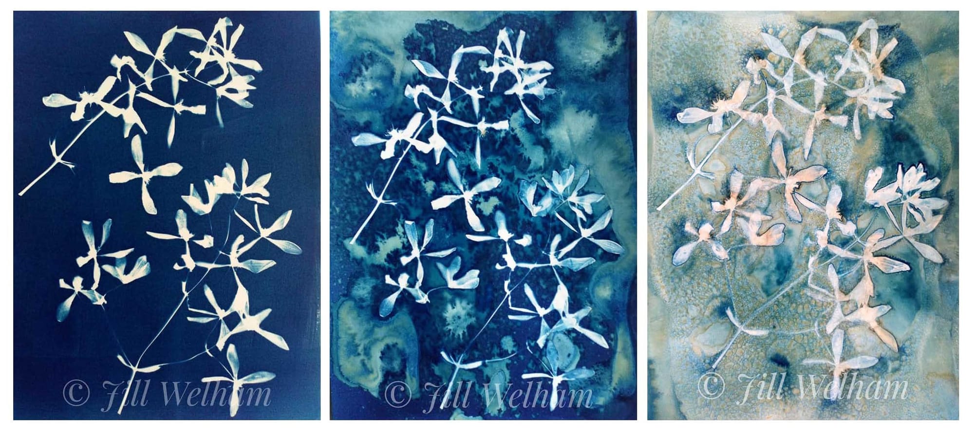 Untitled - Jill Welham