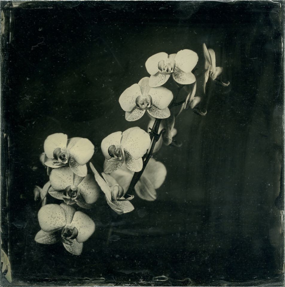 Orchids - Ray Spence