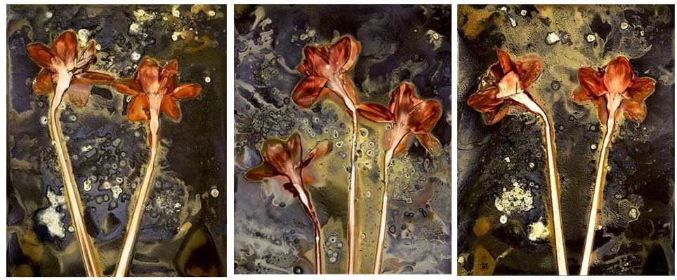 Untitled -  Sarah Darke