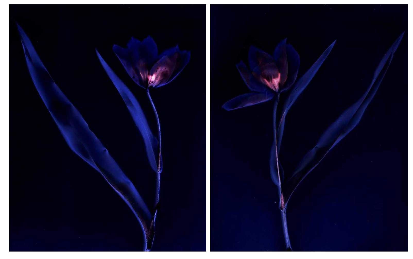 Untitled - Sarah Darke