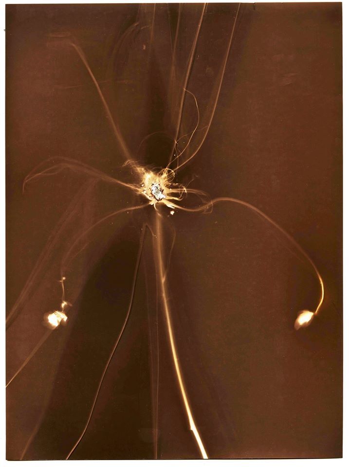 Little roots with pieces of broken glass - Elizerman Photography