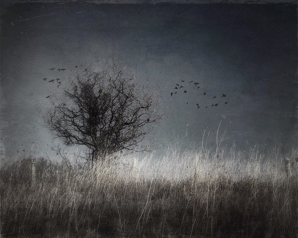 Light is everything.  - Valerie Cargo