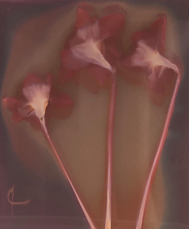 Daffodils - Nicola Williams