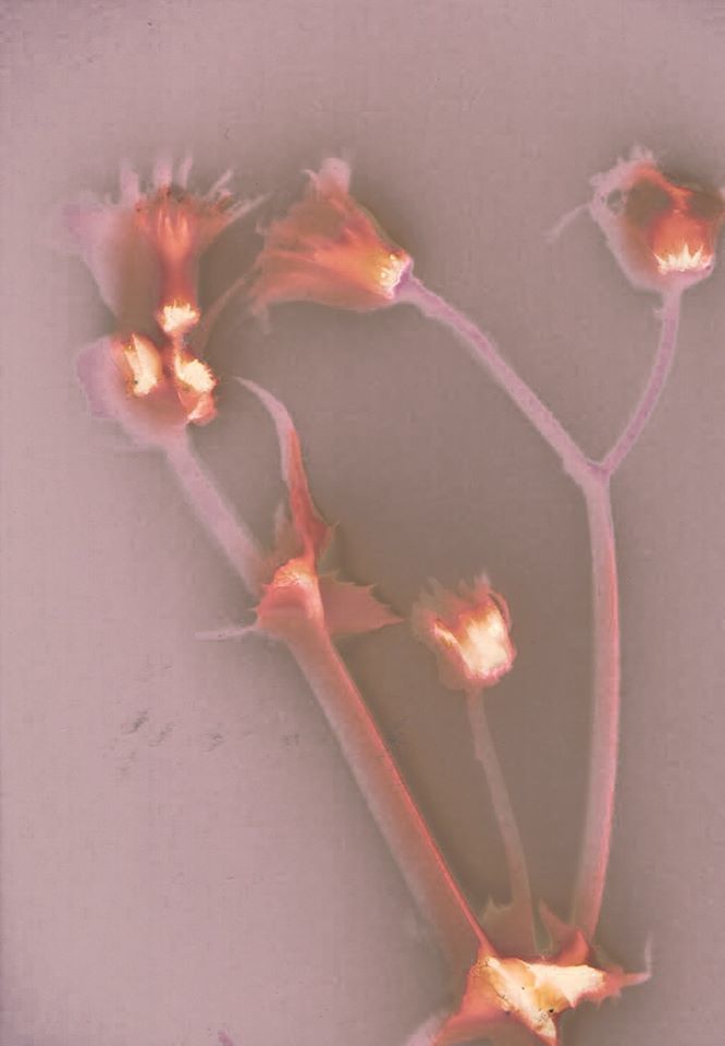 Untitled - Emilie Grand-Clement