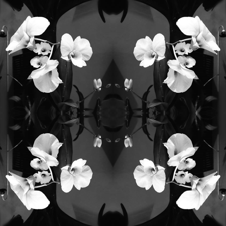 Orchids - Josie Seydel
