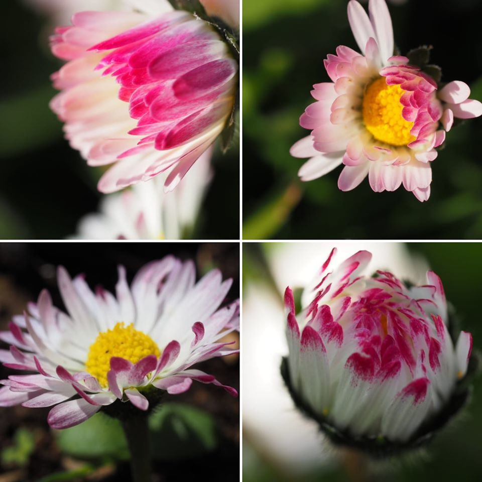 Daisies - Annabel Hill