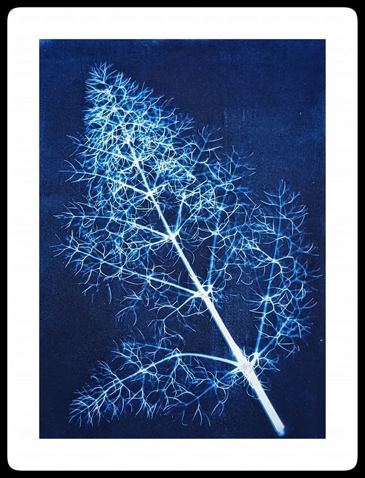 Untitled - Robin Jones