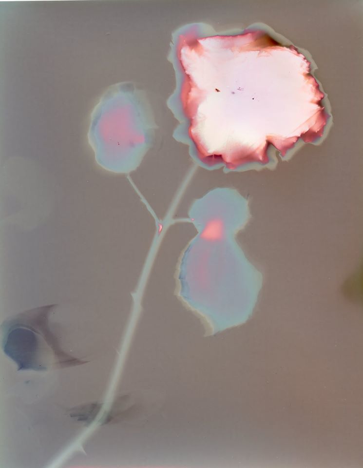 Untitled - Gordon Fraser