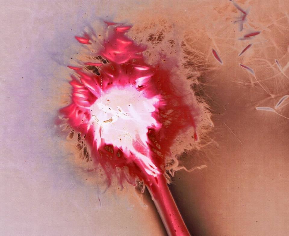 Dandelion clock - Helen Billington