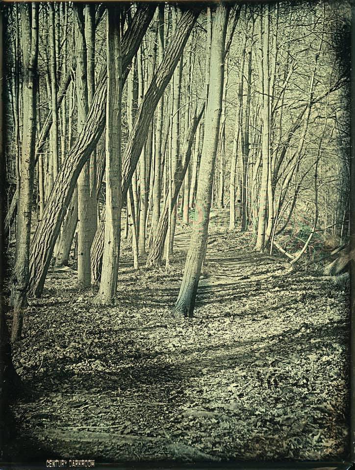 The Light Woods - Greg Martin