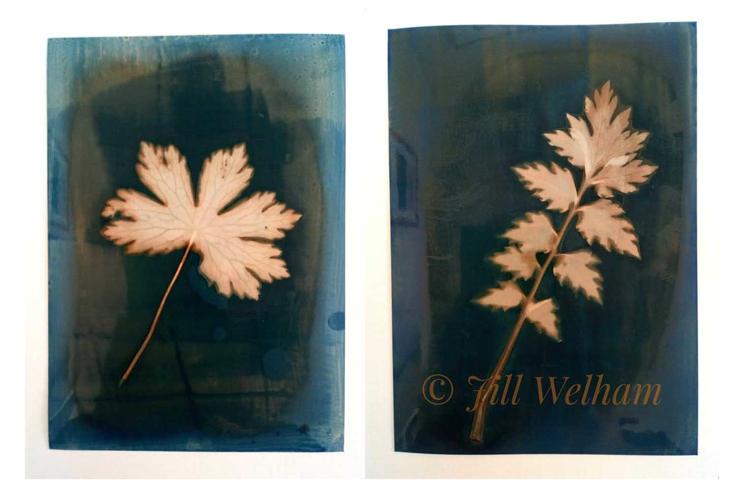 Untitled - Jill Welham