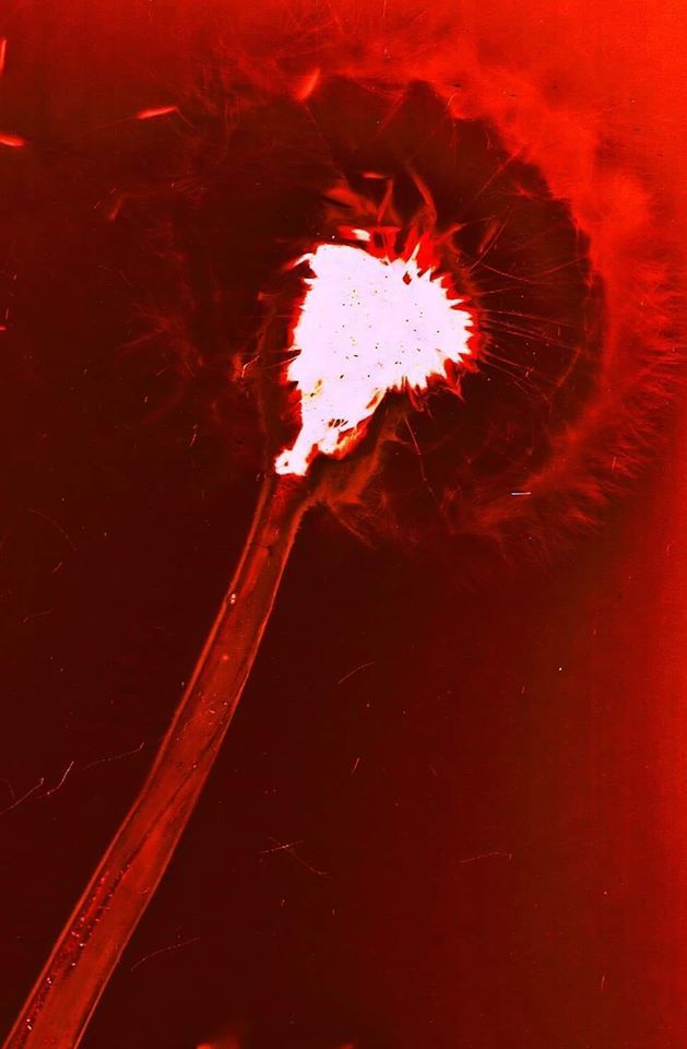 Dandelion clock - Helen Billington