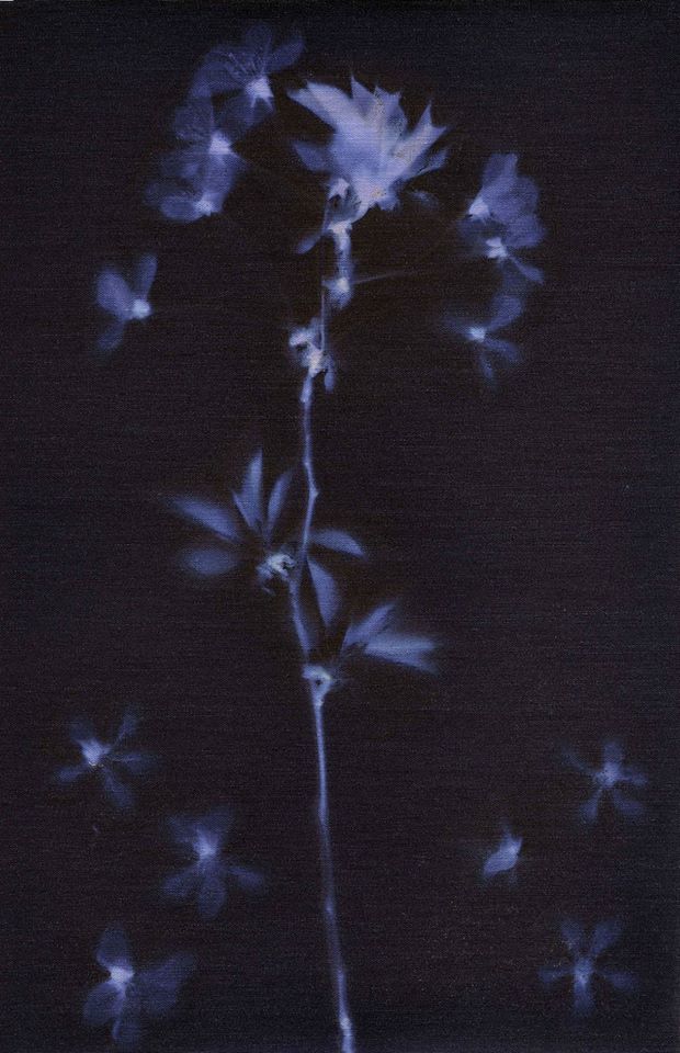 Cherry blossom - Elizerman Photography