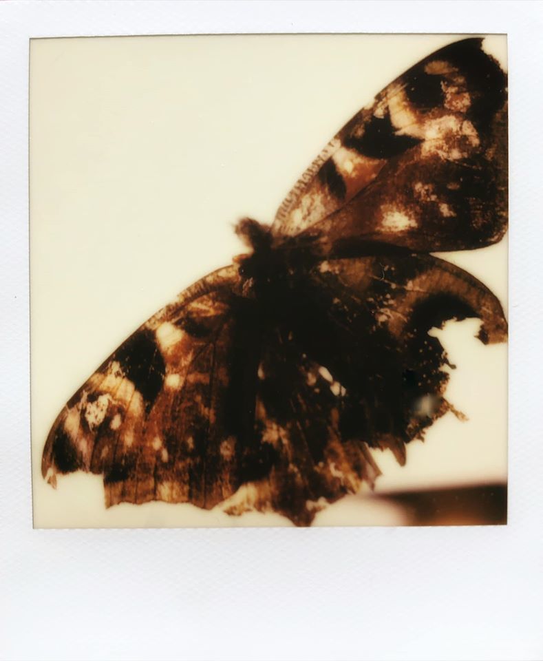 Aliferous : - Hilary Clarke