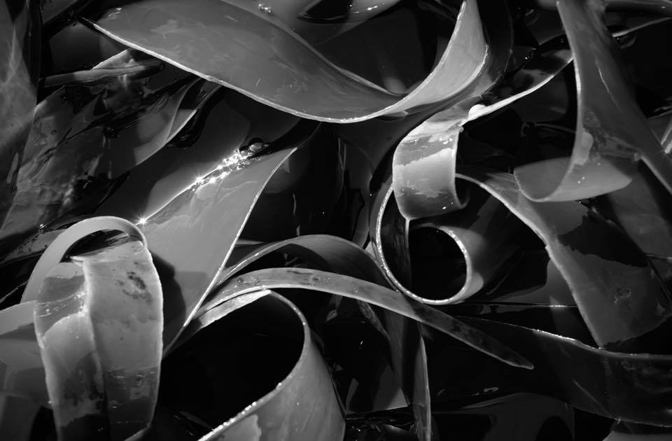 Kelp at low tide. - Andrew Tobin