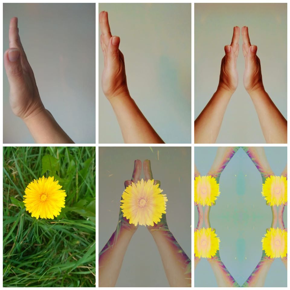 Dandelion days - Josie Seydel