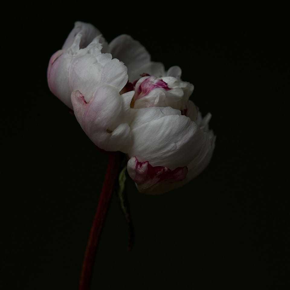 Garden Peony - Jeffrey Sklan