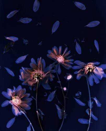 Untitled - Sarah Darke