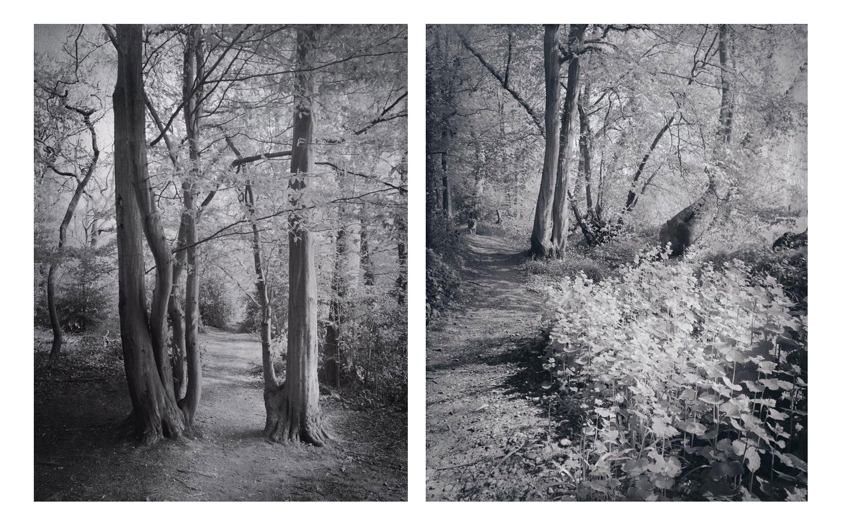 Untitled - Meredith Wilson